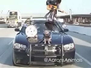 Bhabhi ki full chadai video my house and seen.