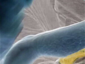 Hot Desi Indian NRI Fucked Sex